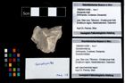 Foto (Objekt + Etikett) von Goniodromites sp.  (NHMW-GEO-1990-0041-4390)